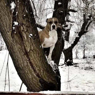 I psi su spremni za vikend: Pogledajte 30 preslatkih nju&scaron;kica na&scaron;ih čitatelja