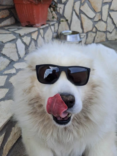 I psi su spremni za vikend: Pogledajte 30 preslatkih nju&scaron;kica na&scaron;ih čitatelja