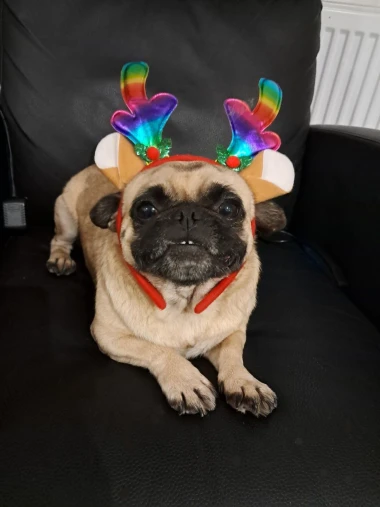 I psi su spremni za vikend: Pogledajte 30 preslatkih nju&scaron;kica na&scaron;ih čitatelja