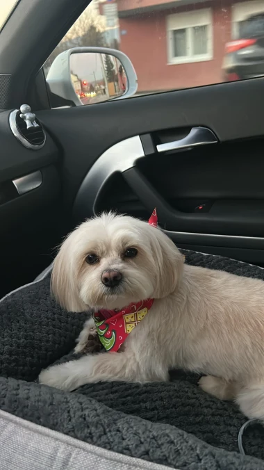 I psi su spremni za vikend: Pogledajte 30 preslatkih nju&scaron;kica na&scaron;ih čitatelja