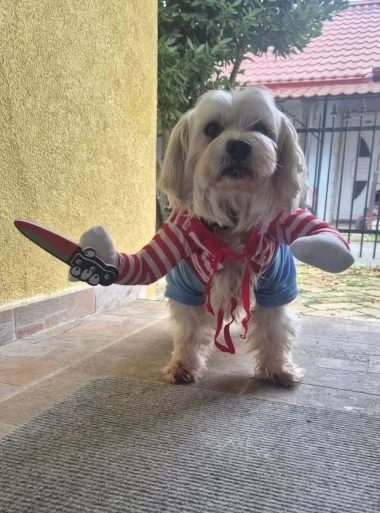 I psi su spremni za vikend: Pogledajte 30 preslatkih nju&scaron;kica na&scaron;ih čitatelja