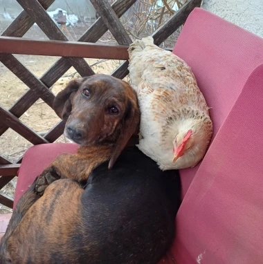 I psi su spremni za vikend: Pogledajte 30 preslatkih nju&scaron;kica na&scaron;ih čitatelja