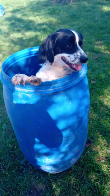 I psi su spremni za vikend: Pogledajte 30 preslatkih nju&scaron;kica na&scaron;ih čitatelja