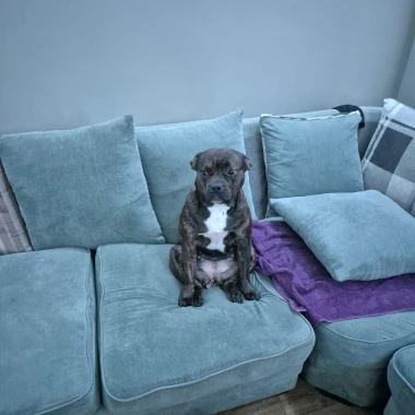 I psi su spremni za vikend: Pogledajte 30 preslatkih nju&scaron;kica na&scaron;ih čitatelja