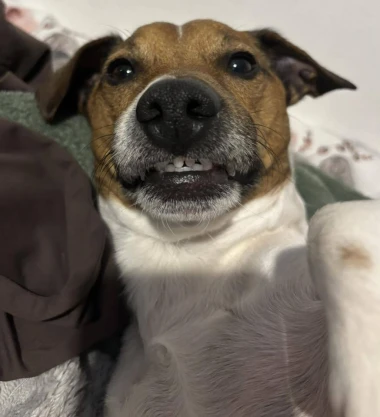 I psi su spremni za vikend: Pogledajte 30 preslatkih nju&scaron;kica na&scaron;ih čitatelja