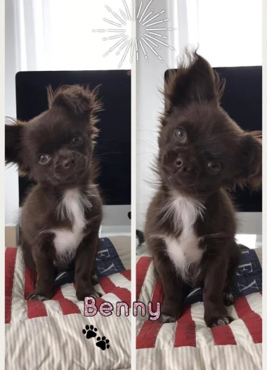 I psi su spremni za vikend: Pogledajte 30 preslatkih nju&scaron;kica na&scaron;ih čitatelja