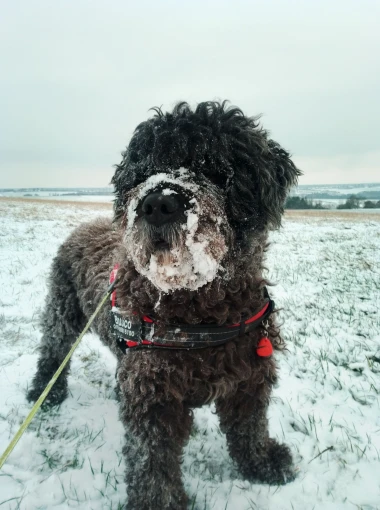 I psi su spremni za vikend: Pogledajte 30 preslatkih nju&scaron;kica na&scaron;ih čitatelja