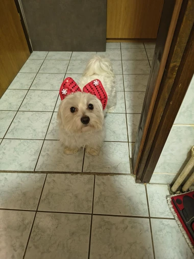 I psi su spremni za vikend: Pogledajte 30 preslatkih nju&scaron;kica na&scaron;ih čitatelja