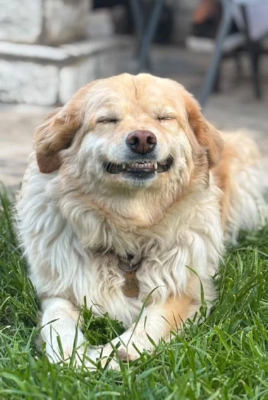 I psi su spremni za vikend: Pogledajte 30 preslatkih nju&scaron;kica na&scaron;ih čitatelja