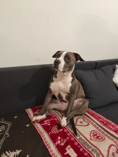 I psi su spremni za vikend: Pogledajte 30 preslatkih nju&scaron;kica na&scaron;ih čitatelja