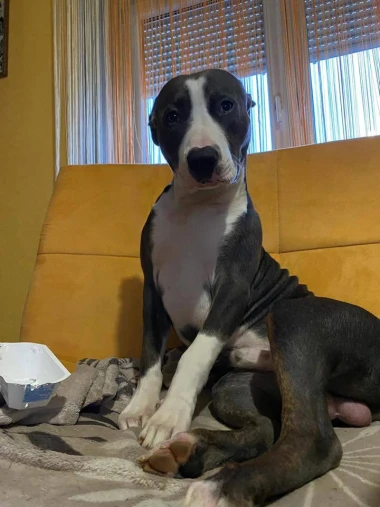 I psi su spremni za vikend: Pogledajte 30 preslatkih nju&scaron;kica na&scaron;ih čitatelja