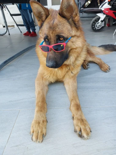 I psi su spremni za vikend: Pogledajte 30 preslatkih nju&scaron;kica na&scaron;ih čitatelja