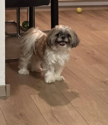 I psi su spremni za vikend: Pogledajte 30 preslatkih nju&scaron;kica na&scaron;ih čitatelja