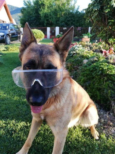 I psi su spremni za vikend: Pogledajte 30 preslatkih nju&scaron;kica na&scaron;ih čitatelja