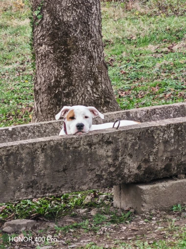 I psi su spremni za vikend: Pogledajte 30 preslatkih nju&scaron;kica na&scaron;ih čitatelja
