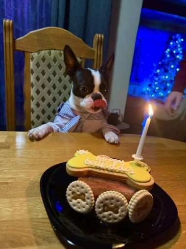 I psi su spremni za vikend: Pogledajte 30 preslatkih nju&scaron;kica na&scaron;ih čitatelja