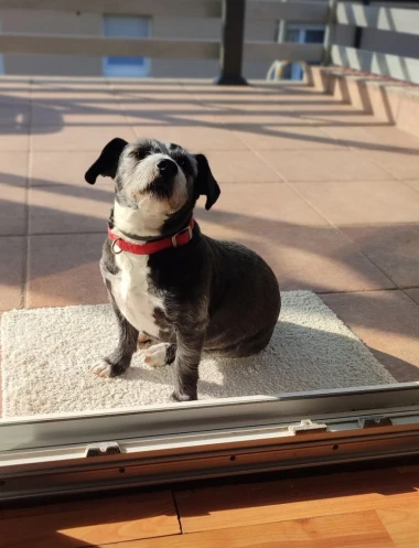 I psi su spremni za vikend: Pogledajte 30 preslatkih nju&scaron;kica na&scaron;ih čitatelja