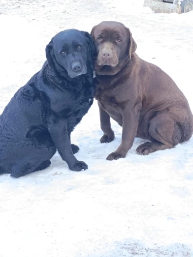 I psi su spremni za vikend: Pogledajte 30 preslatkih nju&scaron;kica na&scaron;ih čitatelja