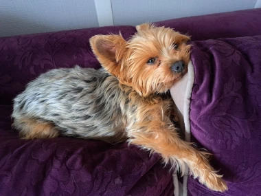 I psi su spremni za vikend: Pogledajte 30 preslatkih nju&scaron;kica na&scaron;ih čitatelja