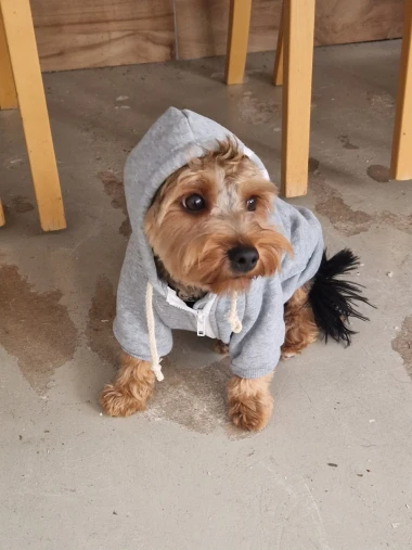 I psi su spremni za vikend: Pogledajte 30 preslatkih nju&scaron;kica na&scaron;ih čitatelja