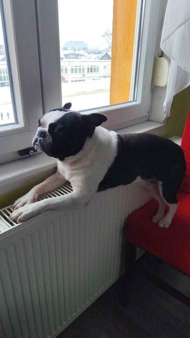 I psi su spremni za vikend: Pogledajte 30 preslatkih nju&scaron;kica na&scaron;ih čitatelja