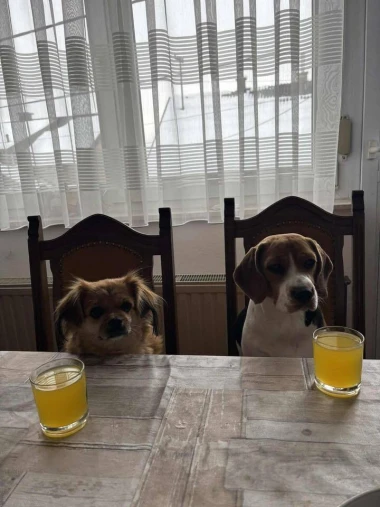 I psi su spremni za vikend: Pogledajte 30 preslatkih nju&scaron;kica na&scaron;ih čitatelja