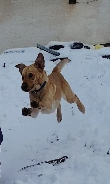 I psi su spremni za vikend: Pogledajte 30 preslatkih nju&scaron;kica na&scaron;ih čitatelja