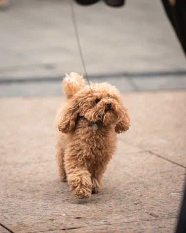 Zagrebačka &scaron;pica: Influencerica Lana Biželj i mnoga poznata lica pro&scaron;etali centrom grada