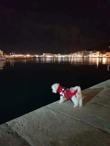 Zimska moda na četiri &scaron;ape: 40 najslađih outfita psića na&scaron;ih čitateljica