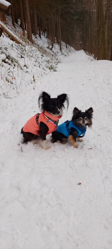 Zimska moda na četiri &scaron;ape: 40 najslađih outfita psića na&scaron;ih čitateljica