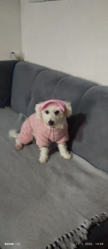 Zimska moda na četiri &scaron;ape: 40 najslađih outfita psića na&scaron;ih čitateljica