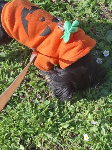 Zimska moda na četiri &scaron;ape: 40 najslađih outfita psića na&scaron;ih čitateljica