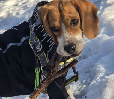 Zimska moda na četiri &scaron;ape: 40 najslađih outfita psića na&scaron;ih čitateljica