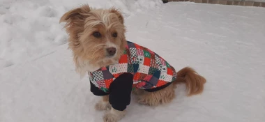 Zimska moda na četiri &scaron;ape: 40 najslađih outfita psića na&scaron;ih čitateljica