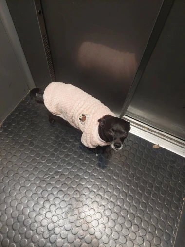 Zimska moda na četiri &scaron;ape: 40 najslađih outfita psića na&scaron;ih čitateljica