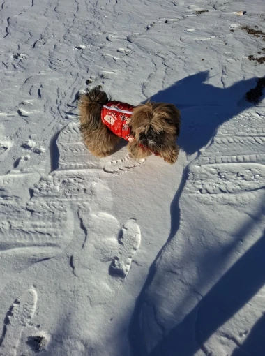 Zimska moda na četiri &scaron;ape: 40 najslađih outfita psića na&scaron;ih čitateljica