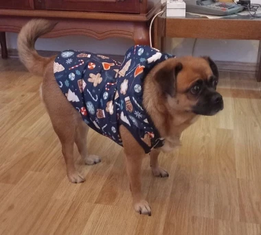 Zimska moda na četiri &scaron;ape: 40 najslađih outfita psića na&scaron;ih čitateljica