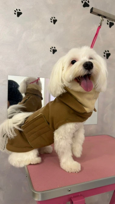 Zimska moda na četiri &scaron;ape: 40 najslađih outfita psića na&scaron;ih čitateljica