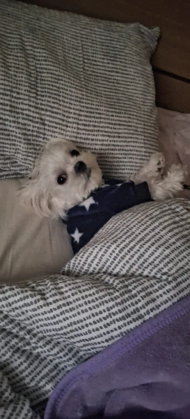 Zimska moda na četiri &scaron;ape: 40 najslađih outfita psića na&scaron;ih čitateljica