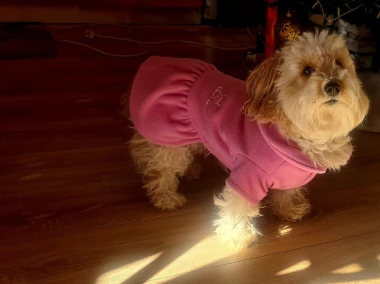 Zimska moda na četiri &scaron;ape: 40 najslađih outfita psića na&scaron;ih čitateljica