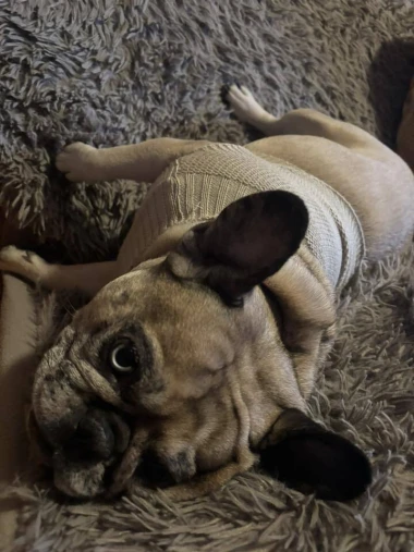 Zimska moda na četiri &scaron;ape: 40 najslađih outfita psića na&scaron;ih čitateljica