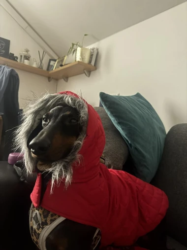 Zimska moda na četiri &scaron;ape: 40 najslađih outfita psića na&scaron;ih čitateljica