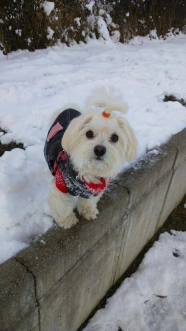 Zimska moda na četiri &scaron;ape: 40 najslađih outfita psića na&scaron;ih čitateljica