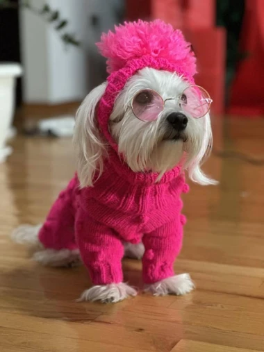 Zimska moda na četiri &scaron;ape: 40 najslađih outfita psića na&scaron;ih čitateljica