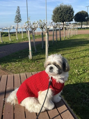 Zimska moda na četiri &scaron;ape: 40 najslađih outfita psića na&scaron;ih čitateljica