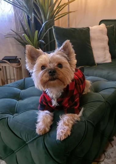 Zimska moda na četiri &scaron;ape: 40 najslađih outfita psića na&scaron;ih čitateljica