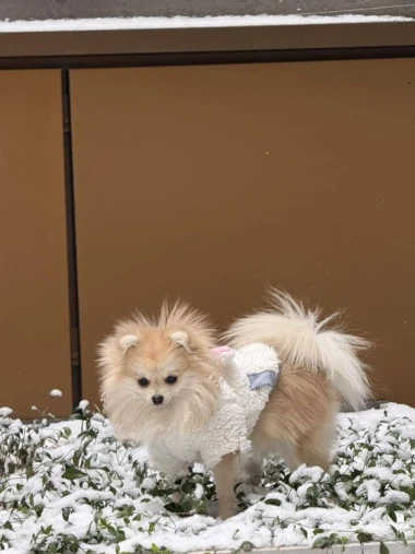 Zimska moda na četiri &scaron;ape: 40 najslađih outfita psića na&scaron;ih čitateljica