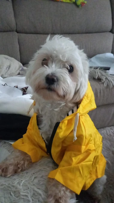 Zimska moda na četiri &scaron;ape: 40 najslađih outfita psića na&scaron;ih čitateljica