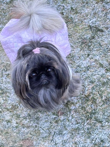 Zimska moda na četiri &scaron;ape: 40 najslađih outfita psića na&scaron;ih čitateljica