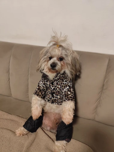 Zimska moda na četiri &scaron;ape: 40 najslađih outfita psića na&scaron;ih čitateljica